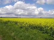 bild-pflanzenoel-als-rundumversorger.jpg bild-pflanzenoel-als-rundumversorger.jpg